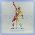 PNT-0342 color HUMANO cuerpo musculoso MODELO